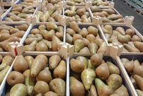 В Кирове выявили почти 20 тонн груш, в которых содержится опасный карантинный вредитель