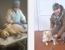 В Кировской области ветеринары спасли собаку с опухолью
