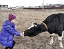 Кировская область вошла в пятерку лучших в России по производству молока