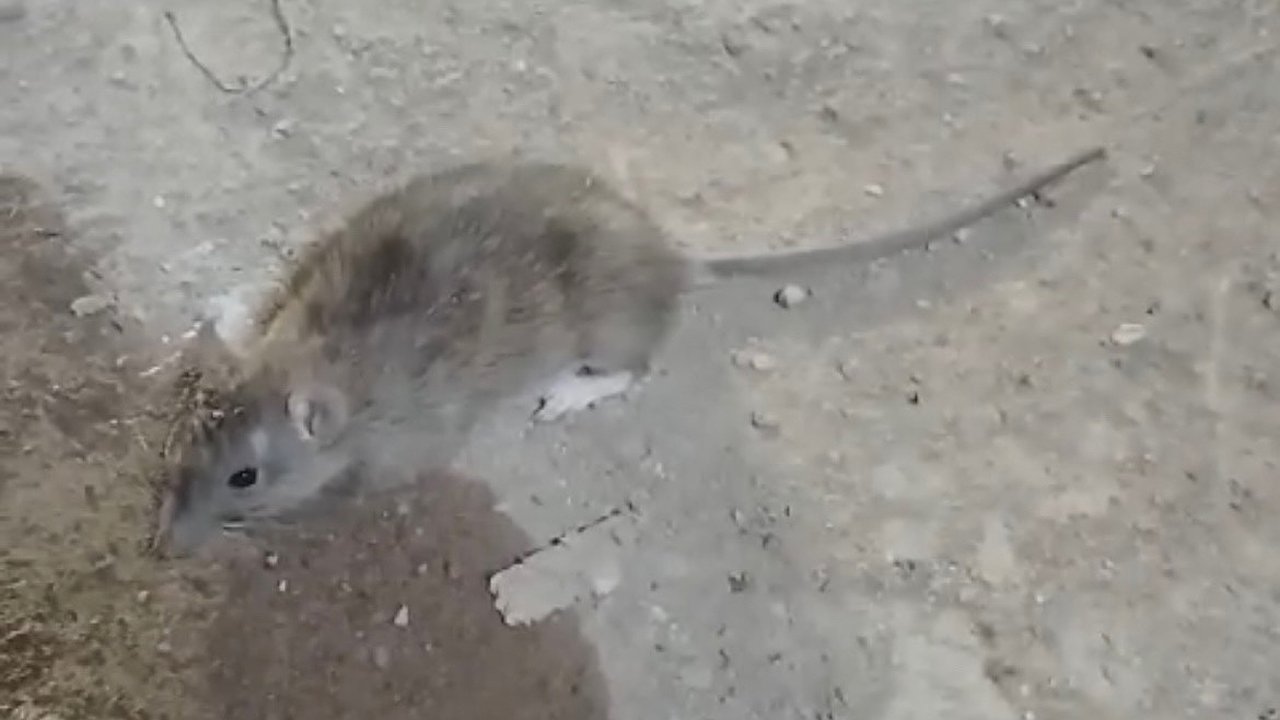 Главная картинка новости: В подвале жилого дома в Кирове несколько месяцев жили крысы и насекомые: руководителя УК оштрафовали