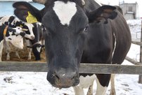 С 1 марта кировчан обяжут маркировать сельскохозяйственных животных