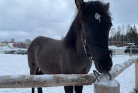 В Вятскополянском районе местный житель взял под опеку бесхозных лошадей