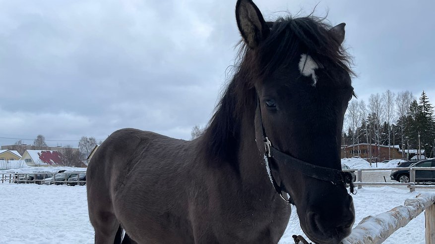 В Вятскополянском районе местный житель взял под опеку бесхозных лошадей