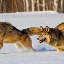 Охотники рассказали, в каком районе Кировской области убили больше всего волков