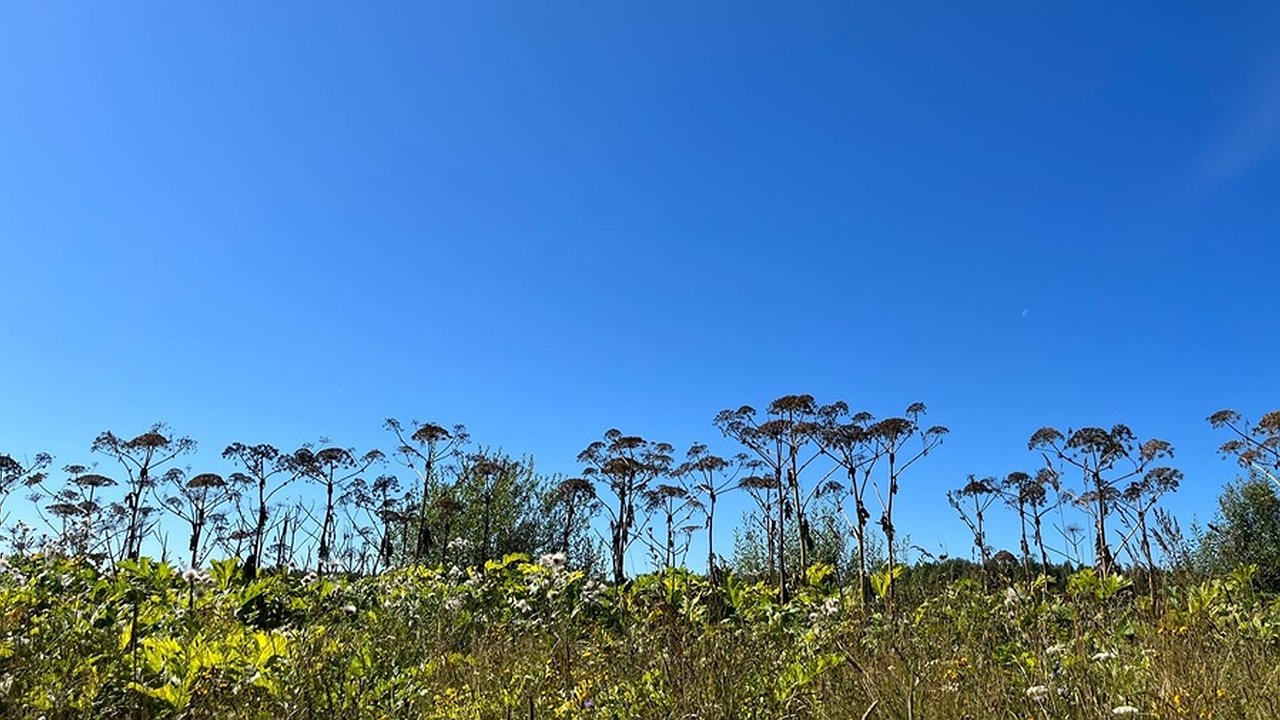 Главная картинка новости: Штрафы до 50 тысяч: как будут наказывать дачников за плохую борьбу с борщевиком