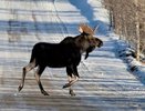 Кировчанину грозит 2 года тюрьмы за убитого на охоте лося