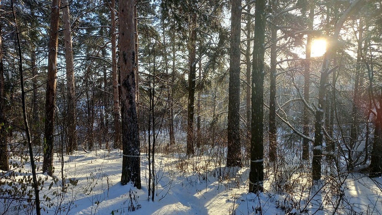 Главная картинка новости: Жителя Омутнинска, которого искали волонтеры, нашли погибшим