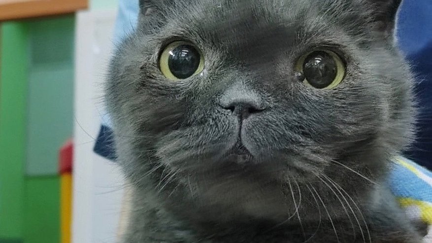 В Кировской области кота замуровали в коробке: полиция не стала возбуждать дело