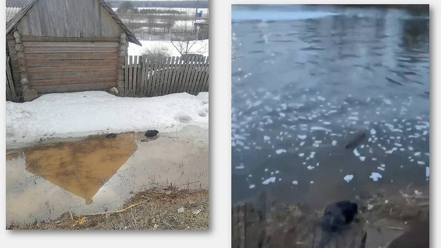 Жители Тужинского района спасли бобров, поселившихся в луже