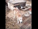 Спасенного в Кирово-Чепецке пса Байкала обнаружили на привязи в собачьем приюте