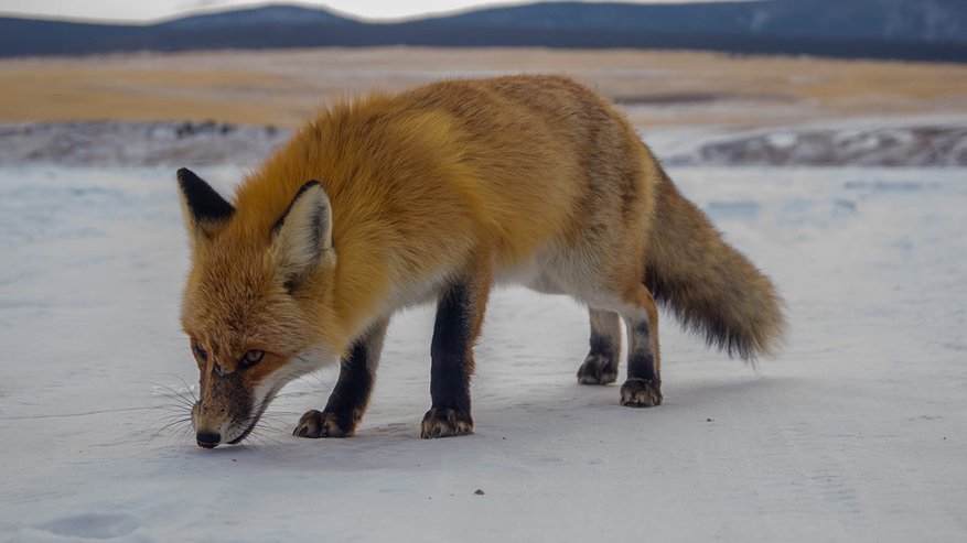 В одном из районов Кировской области объявлен карантин из-за бешеной лисы