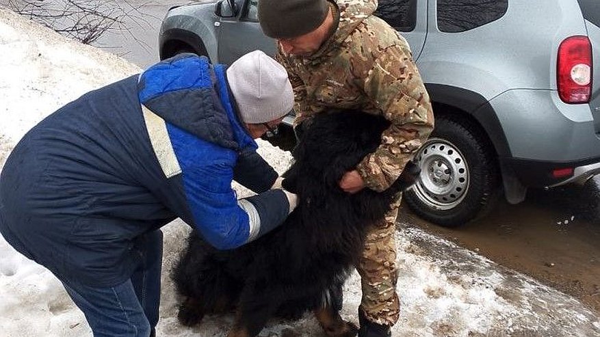 В Кирове откроются мобильные пункты вакцинации домашних животных