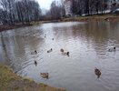 В Кировской области начался сезон охоты на пернатую дичь
