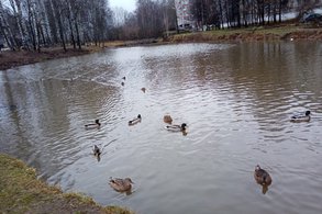 В Кировской области начался сезон охоты на пернатую дичь