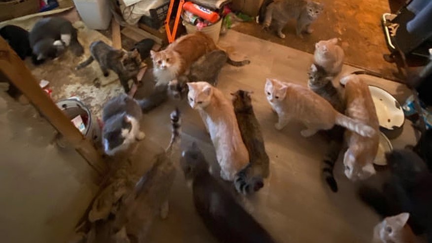 Зоозащитники бьют тревогу: у кировчанки в ужасных условиях живут около 30 кошек