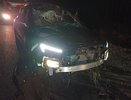 В Яранском районе "Москвич" наехал на крупного лося