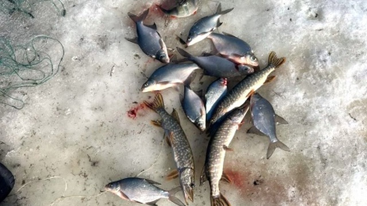 Главная картинка новости: В Вятских Полянах задержали рыбного браконьера