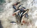 В Вятских Полянах задержали рыбного браконьера