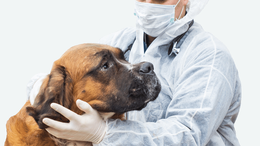 Выездная ветеринарная служба: лечим кошек и собак на дому