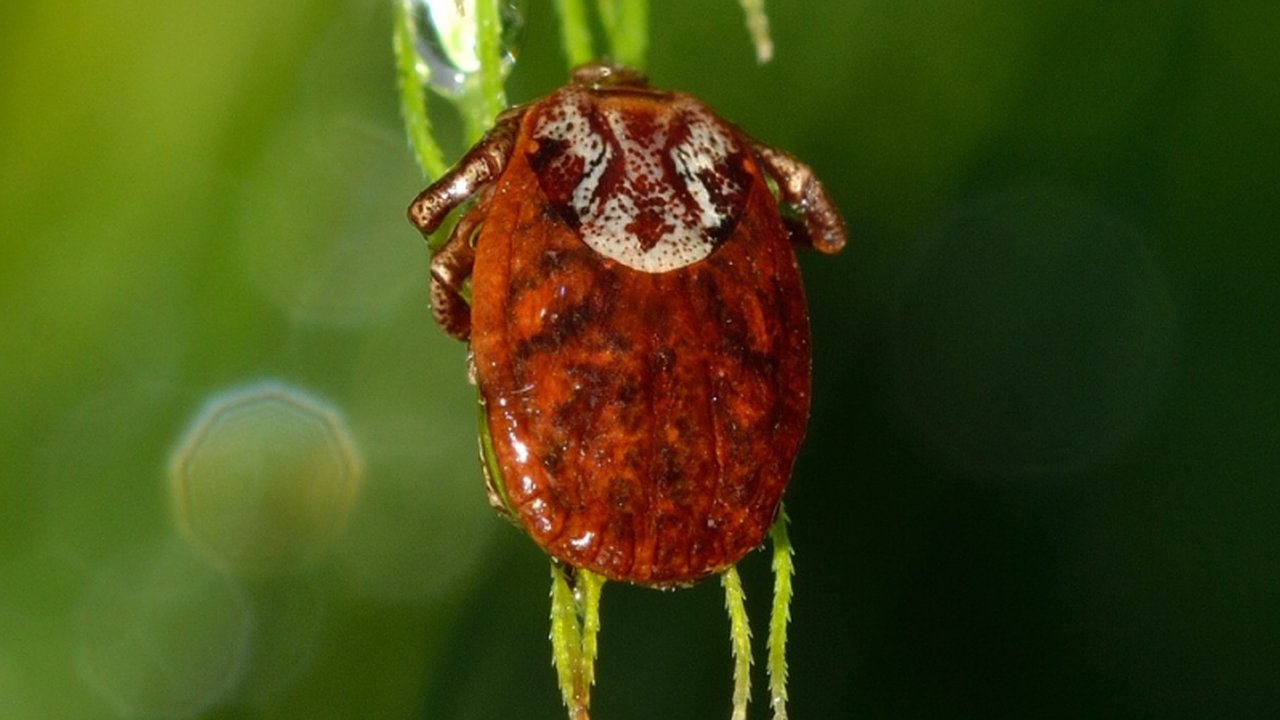 Главная картинка новости: Кировская область вошла в число регионов-лидеров по укусам клещей в России