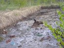 "Обессилена, но жива": больше 15 человек спасали утопающую лосиху из ямы с мусором в Яранске