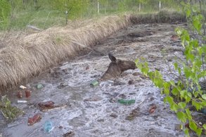 "Обессилена, но жива": больше 15 человек спасали утопающую лосиху из ямы с мусором в Яранске