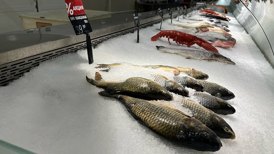 Эту рыбу есть нельзя, а мы покупаем и ко столу подаем: самая опасная рыба