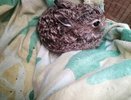 Кировские активисты собирают средства на помощь зайчонку и больным птицам