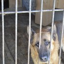 В Кирове сожгли тонну опасного корма для собак