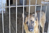 В Кирове сожгли тонну опасного корма для собак