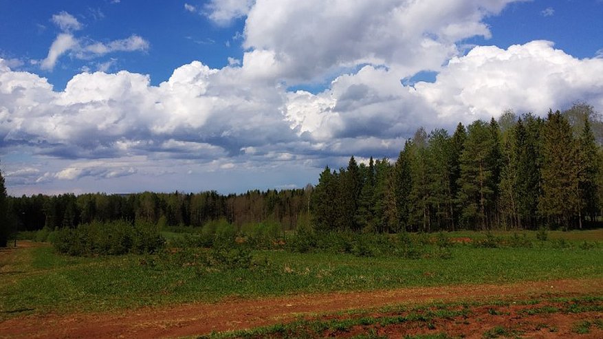 Посещение ограничено: в лесах Кировской области установили особый режим