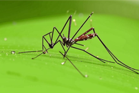 Ученые поделились кого чаще кусают комары