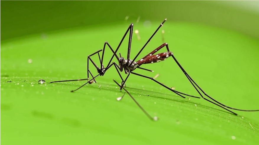 Ученые поделились кого чаще кусают комары