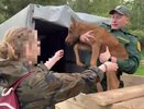 В Фаленском районе спасли лосенка, которого бросила мама
