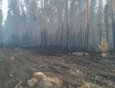 Недалеко от Кирова загорелся лес
