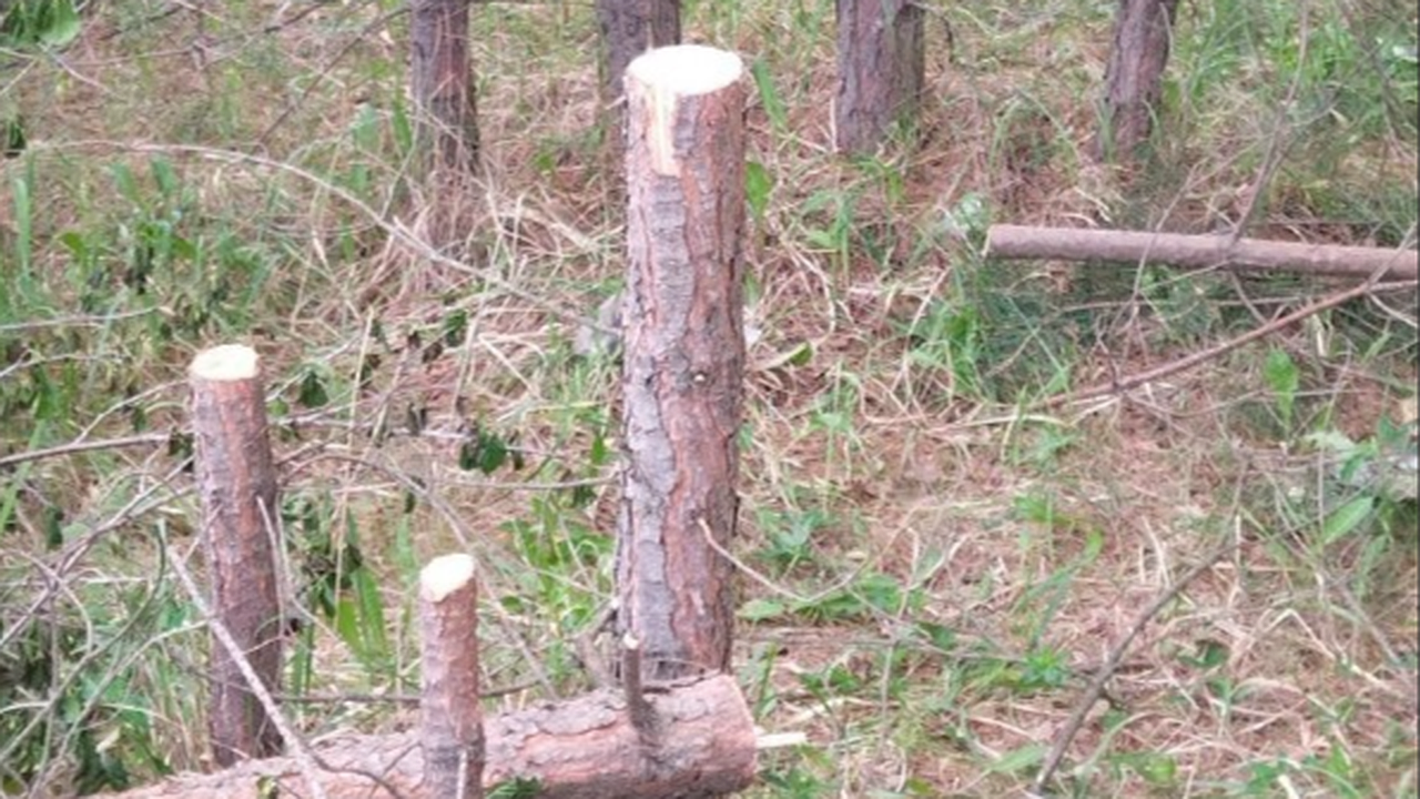 Главная картинка новости: В Мирном мужчина с ножовкой беспричинно повалил почти 60 деревьев
