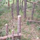 В Мирном мужчина с ножовкой беспричинно повалил почти 60 деревьев