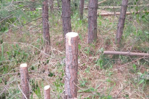 В Мирном мужчина с ножовкой беспричинно повалил почти 60 деревьев