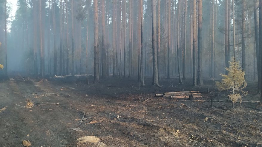 Недалеко от Кирова загорелся лес