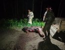 В Оричевском районе иномарка на большой скорости сбила лося