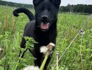 В Богородском ребенку выплатили компенсацию за нападение собаки