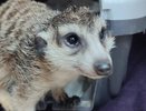 В Кирове ветеринарная клиника помогла семейной паре сурикатов избавиться от зубной боли