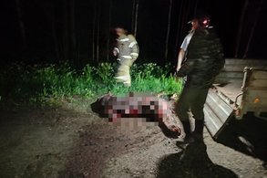 В Оричевском районе иномарка на большой скорости сбила лося