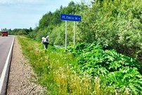 В правительстве региона рассказали о борьбе с борщевиком в Кировской области