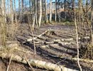 В Свечинском районе лес погибает из-за неизвестной зловонной жижи