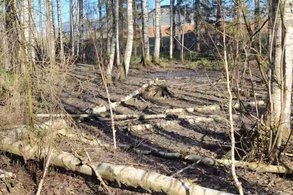 В Свечинском районе лес погибает из-за неизвестной зловонной жижи