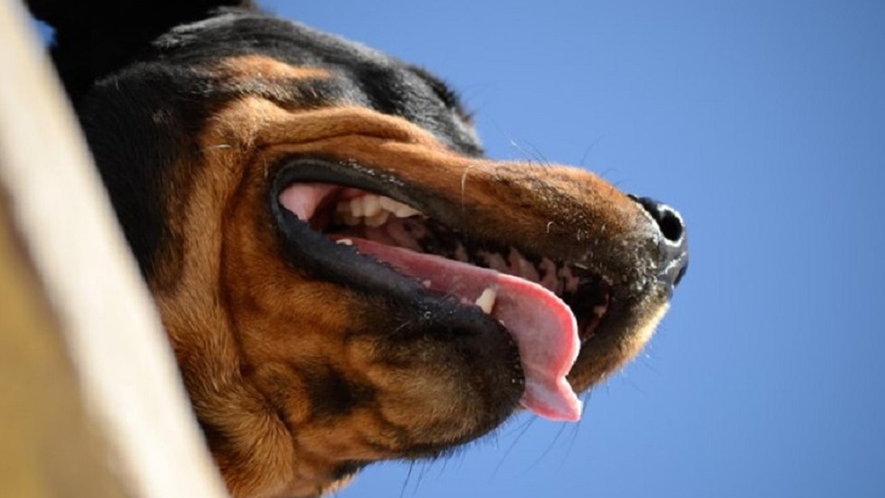 Главная картинка новости: В Кирове прошел суд над владельцем собаки, напавшей на 6-летнюю девочку