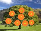 Летнее дерево желаний: выбери цифру и узнай, сбудется ли твоя мечта