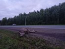 Из-за жары в Кировской области объявили о пике миграции лосей
