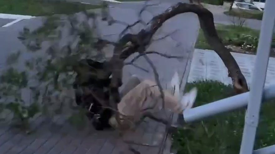 Главная картинка новости: Глава администрации призвал поймать вандалов, которые сломали дерево и испортили клумбы на Октябрьском проспекте